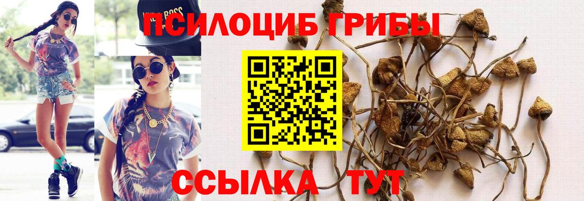 Псилоцибиновые грибы Psilocybe Южноуральск